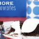 The celebration shoppe smore brownies 3944