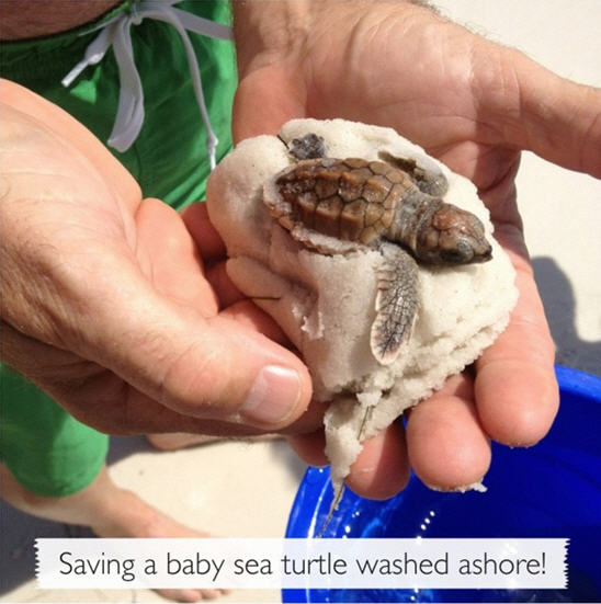 saving sea turtles at the beach - Kim Byers