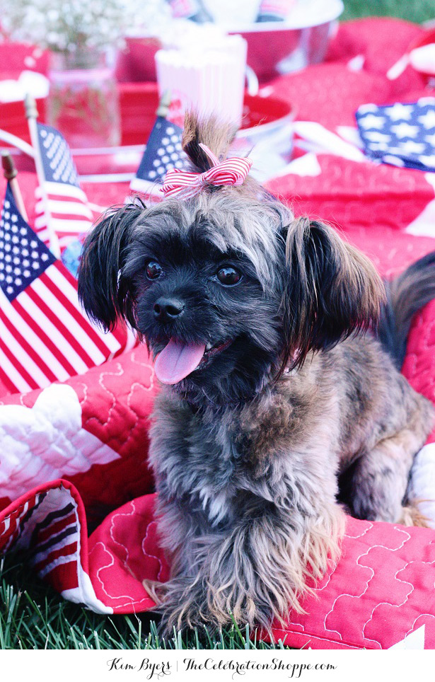 Picnic Pup On 4th Of July
