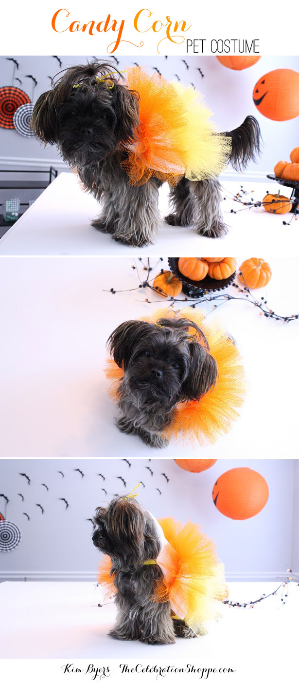 Candy Corn Halloween Pet Costume | Kim Byers